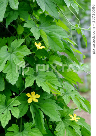 Goya flower goya 23730596