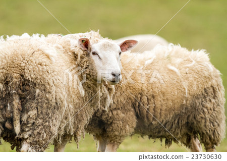 sheep on the field sheep on the field 23730630