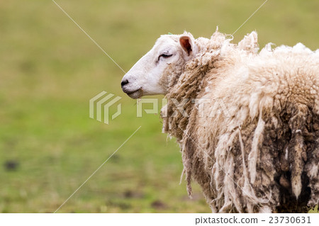 sheep on the field 23730631