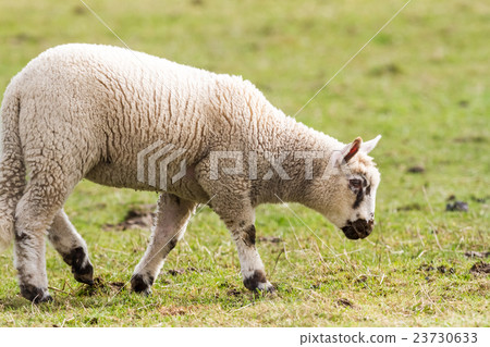 sheep on the field 23730633