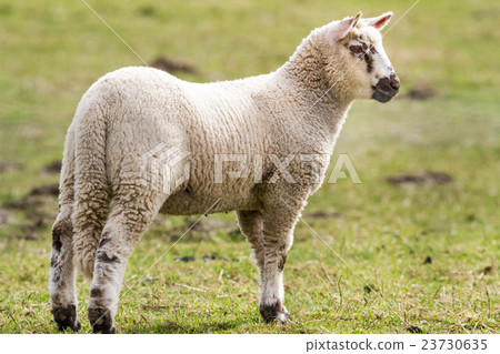 sheep on the field 23730635