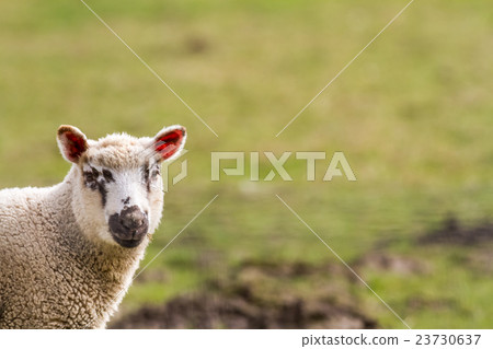 sheep on the field 23730637