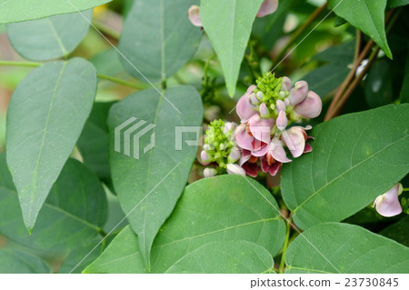 Apios Apios Flower Apios Apios Flower 23730845