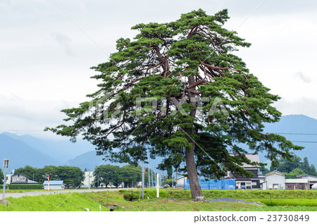 Shitsu橋松秋田縣 23730849