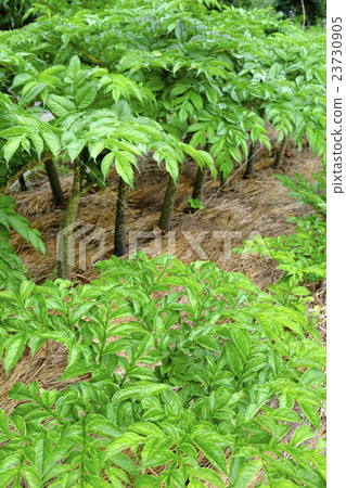 Konnyaku Konjac field Konnyaku Konjac field 23730905
