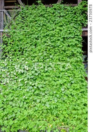 Green Curtain Green Curtain 23730978