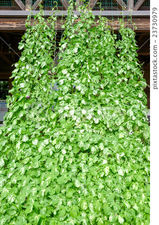 Green Curtain Green Curtain 23730979
