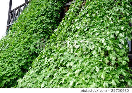 Green Curtain Green Curtain 23730980