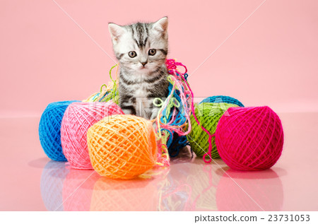 kitten kitten 23731053