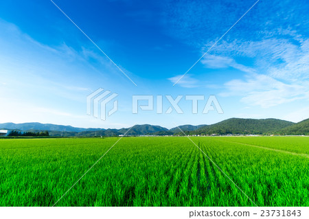 Okayama prefecture Setouchi City Oguni Town's early summer paddy landscape Okayama prefecture Setouchi City Oguni Town's early summer paddy landscape 23731843