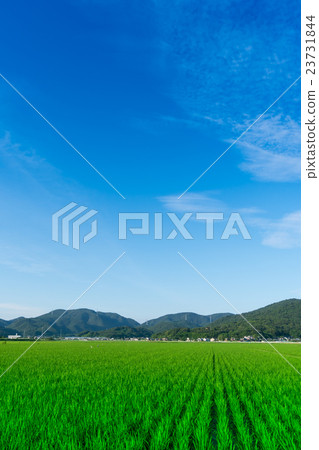 Okayama prefecture Setouchi City Oguni Town's early summer paddy landscape Okayama prefecture Setouchi City Oguni Town's early summer paddy landscape 23731844