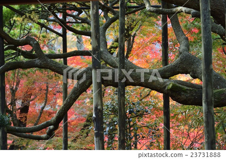 Hohusenpo Goryokamatsu Hohusenpo Goryokamatsu 23731888