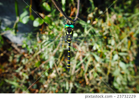 無霸勾蜓 23732229