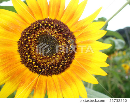 向日葵和蜜蜂 23732230