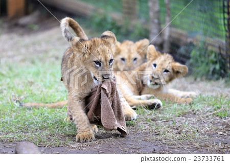Lion's baby Lion's baby 23733761