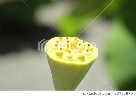 蓮花樹幹 蓮花樹幹 23733970
