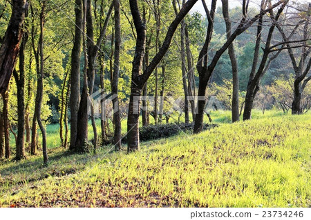 Autumn sun Autumn sun 23734246