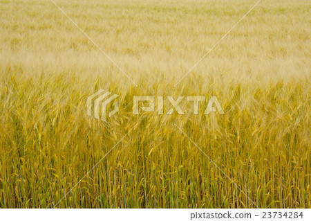 Nijin barley from Furano, Hokkaido 23734284