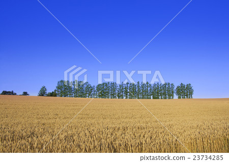 Hill of Hokkaido Biei "Kima Honomi" hill Hill of Hokkaido Biei "Kima Honomi" hill 23734285