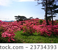Mountain Azalea 23734393