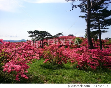 山杜鵑花 山杜鵑花 23734393