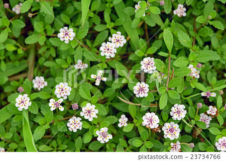 Himeiwadarezou 23734766