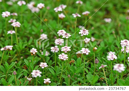 Himeiwadarezou Himeiwadarezou 23734767