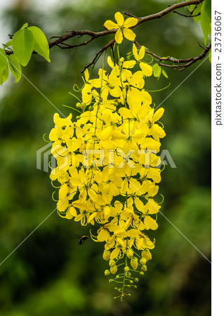 Wasp fly around golden shower Wasp fly around golden shower 23736067