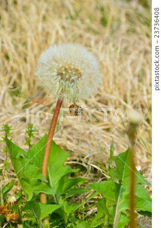 Dandelion's fluff (Inomata Misato-cho, Kodama-gun, Saitama Prefecture) 23736408