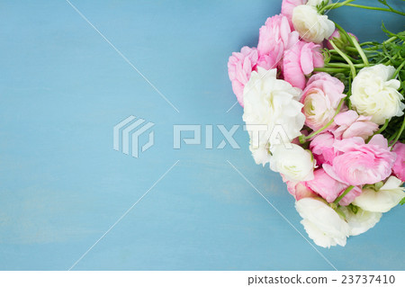 Pink and white ranunculus flowers 23737410