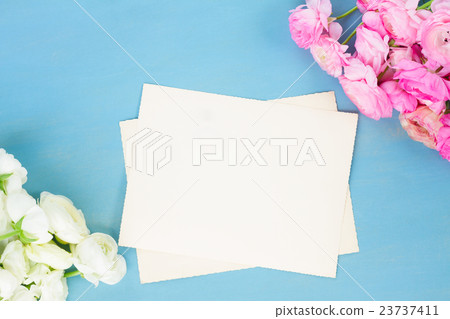 Pink and white ranunculus flowers Pink and white ranunculus flowers 23737411