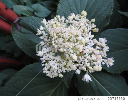 Tama hydrangea looks like a round ball. When Tsubomi breaks, both sexual flowers and decorative flowers blossom blossoming and catch the eye. 23737630