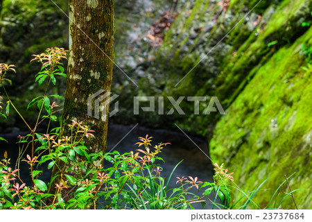 Green forest Green forest 23737684