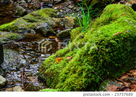 Fallen leaves and moss Fallen leaves and moss 23737689