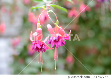 Pink Fuchsia 23737736