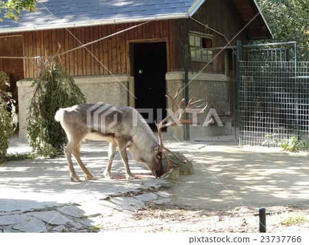 奧地利維也納的美泉宮動物園在下午，馴鹿與燦爛的角 23737766