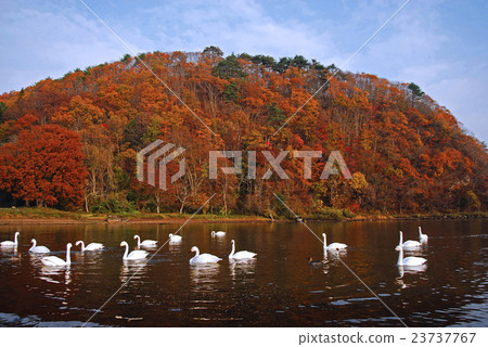在豬苗代湖的天鵝 23737767