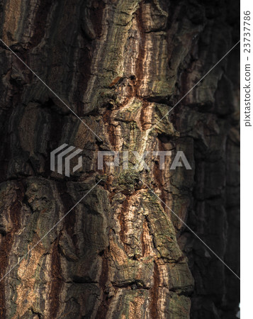 Bark of the tree low key nature background. Bark of the tree low key nature background. 23737786