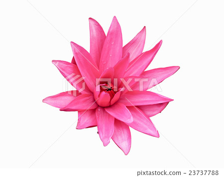 Pink lotus isolated on white background. Pink lotus isolated on white background. 23737788