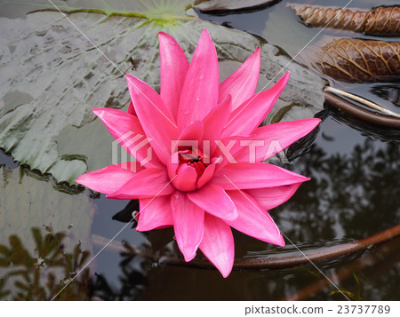 Pink lotus flower in the pool. Pink lotus flower in the pool. 23737789