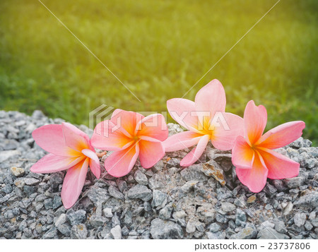 Plumeria flowers abstract color background Plumeria flowers abstract color background 23737806