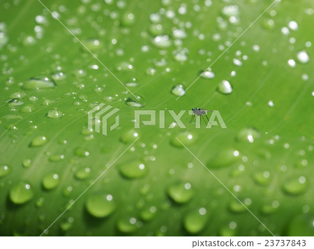 The flies and raining drop on banana leaves. The flies and raining drop on banana leaves. 23737843