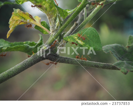 Ants and aphids on the eggplant Ants and aphids on the eggplant 23737853