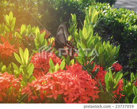 Motion blur of butterfly on the flowers Motion blur of butterfly on the flowers 23737859