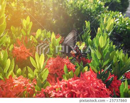 Motion blur of butterfly on the flowers. Motion blur of butterfly on the flowers. 23737860