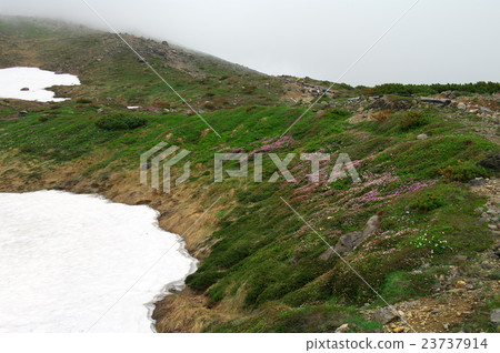 松毛翠 松毛翠 23737914