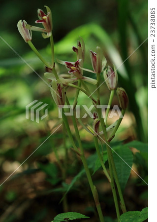 I found a natural plant Mayalan at Satoyama in the northeastern part of Chiba Prefecture. It seems to be increasing in the Kanto region 23738085