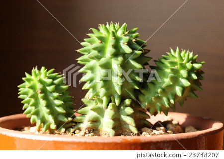 Euphorbia / Ruri Akira 23738207