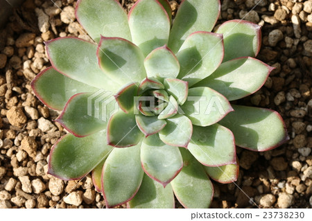 Ekebelia / Prelinse Ekebelia / Prelinse 23738230