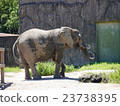 African elephant 23738395